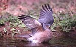 Shikra © Gordon Langsbury