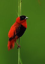 Gambia birdwatching