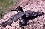 Giant Kingfisher © Gordon Langsbury