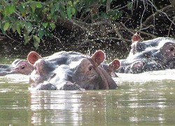 See hippos in the wild