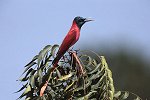 Northern Carmine Bee-eater