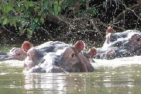 See hippos in the wild